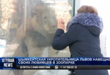 Шымкентская укротительница львов навещает своих любимцев в зоопарке