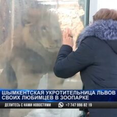 Шымкентская укротительница львов навещает своих любимцев в зоопарке