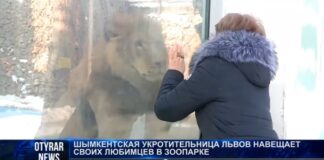 Шымкентская укротительница львов навещает своих любимцев в зоопарке