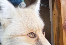 Пойманного лисёнка продавали на сайте объявлений в Шымкенте (видео)