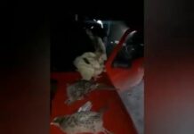 Тушки фазанов и оружие обнаружили у жителей Туркестанской области