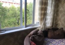 В Шымкенте из окна выпали двое малышей