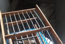 Пойманы браконьеры, незаконно торговавшие щеглами