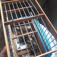Пойманы браконьеры, незаконно торговавшие щеглами