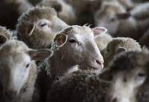 Банда скотокрадов задержана в Туркестанской области