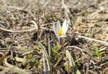 Первые подснежники расцвели в Туркестанской области
