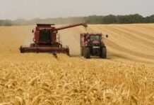 Запасы социально значимого продовольствия подсчитали в  Туркестанской области