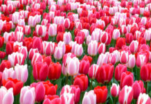 Праздничный март: какие мероприятия ожидают в первый месяц весны