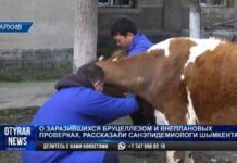 21 человек в Шымкенте заразился бруцеллезом