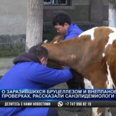 21 человек в Шымкенте заразился бруцеллезом