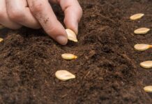 Сажаем семена и смотрим вглубь