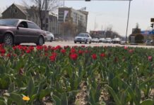 До +18 прогреется воздух в Шымкенте