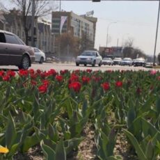 До +18 прогреется воздух в Шымкенте