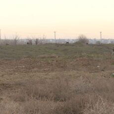 В Шымкенте усилили контроль над использованием земельных участков