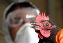 Как Казахстан намерен защищаться от бушующего птичьего гриппа