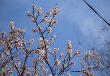 В юном месяце апреле…