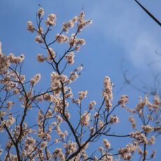 В юном месяце апреле…