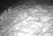 Редкие рыси попали в объектив фотоловушки в нацпарке Туркестанской области