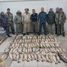 Браконьер незаконно наловил 160 кг рыбы на Шардаринском водохранилище