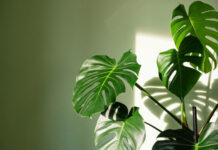 Какие звуки издают растения при стрессе, узнали биологи