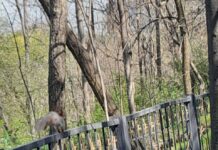 Видео с белками в дендропарке Шымкента покорили горожан