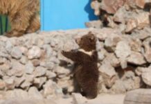 Как поживает медвежонок Умка, рассказали в зоопарке Шымкента