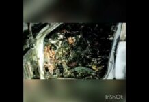 Lexus сгорел в результате ДТП в Шымкенте. Есть пострадавший