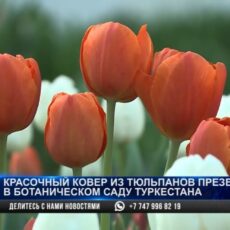 Красочный ковёр из тюльпанов презентовали в ботаническом саду Туркестана