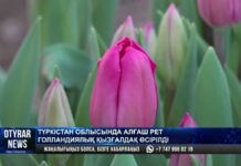 Голландские тюльпаны впервые начали выращивать в Туркестанской области