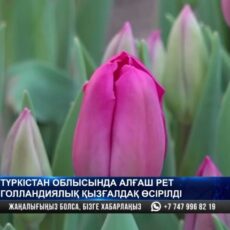 Голландские тюльпаны впервые начали выращивать в Туркестанской области