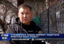 Отловленные собаки умирают: зоозащитники бьют тревогу