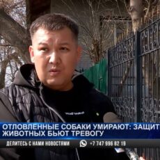 Отловленные собаки умирают: зоозащитники бьют тревогу