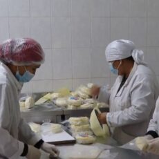 Молочно-товарные фермы построят в Туркестанской области