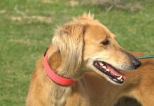 В Казахстане возрождают национальную породу собак — тазы