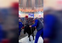 Самого тяжелого барана нашли в Туркестанской области