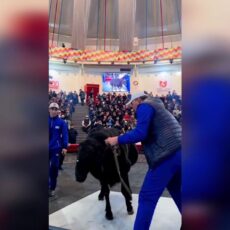 Самого тяжелого барана нашли в Туркестанской области