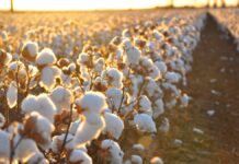 Крестьяне Туркестанской области не могут получить льготные кредиты