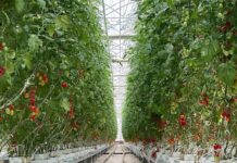 В Шымкенте площадь теплиц увеличилась до 209 гектаров