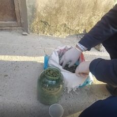 Ассорти наркотиков обнаружили в скотном сарае полицейские Шымкента