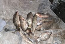 Незаконную ловлю рыбы пресекли полицейские в Туркестанской области