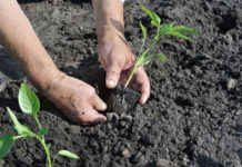 Полезные лайфхаки для переселения рассады