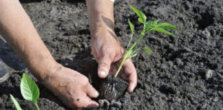 Благоприятные дни для посадки в конце апреля-начале мая