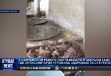 Кишечную палочку обнаружили в кафе Сайрамского района