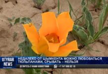 Тюльпаны Грейга зацвели недалеко от Шымкента