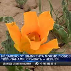 Тюльпаны Грейга зацвели недалеко от Шымкента