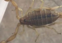 12 пострадавших: В Шымкенте активизировались скорпионы