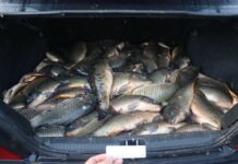 Браконьеров со 150 кг рыбы задержали Туркестанской области