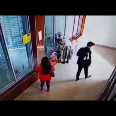 В Шымкенте девочка разбила стекло вольера с обезьянами