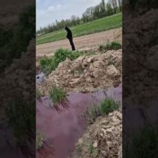 Кровавой водой орошают посевы декхане Сайрамского района