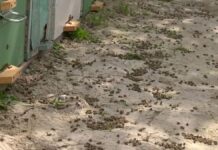 Тысячи пчел погибли в Туркестанской области